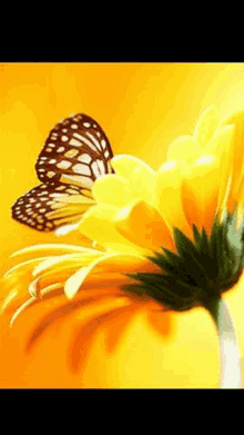 a butterfly sits on a yellow flower with a yellow background