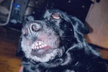 a close up of a dog 's face with its mouth open and teeth showing