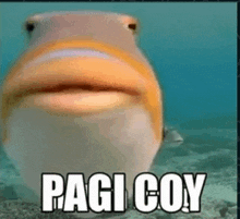 a fish with a big mouth is swimming in the ocean with the words pagi coy written on it .