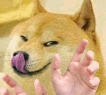 a close up of a dog with its tongue out and a person 's hand in front of it .