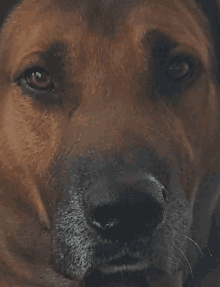 a close up of a brown dog 's face