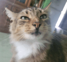 a close up of a cat 's face with a blurred background