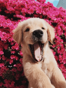 a puppy yawning in front of a bush with pink flowers