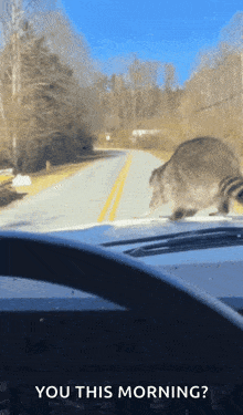 a raccoon is standing on the hood of a car with the words " you this morning " above it