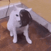 a white cat with a wig on its head is sitting on the floor
