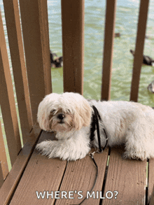 a small white dog laying on a wooden deck with the words where 's milo written below it