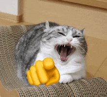 a gray and white cat is yawning and pointing at the camera