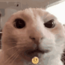 a close up of a cat 's face with a smiley face in the background .