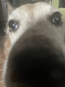 a close up of a dog 's nose and eyes looking at the camera