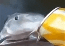 a close up of a bird 's face with a yellow object in the background