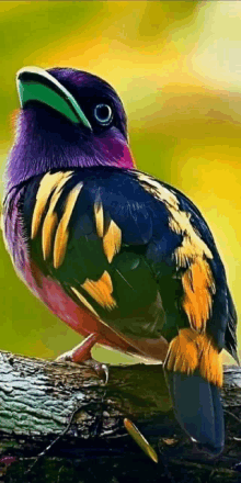 a colorful bird perched on a tree branch with a green beak