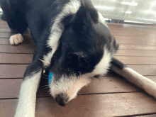 a black and white dog laying on a wooden floor