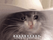 a close up of a cat wearing a cowboy hat with the words cries in yeehaw written below it .