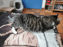 a cat is laying on a rug that says hope