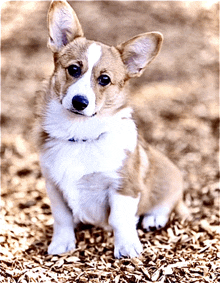 a brown and white dog is sitting in a pile of wood chips