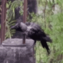 a black bird is perched on top of a concrete post .