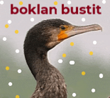 a picture of a bird with the words boklan bustit written above it