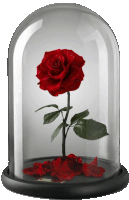 a glass dome with a red rose inside