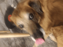 a close up of a brown dog licking a pink ball