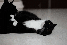 a black and white cat laying on its back on a white surface