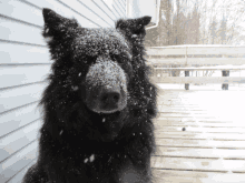 a black dog with snow on its face is sitting on a deck