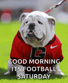 a bulldog wearing a jersey with the letter g on it sits on the grass