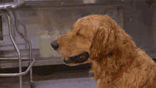 a wet dog with its eyes closed is sitting in front of a sink