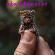 a small leopard cub is sitting on someone 's finger