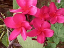 a bunch of pink flowers with green leaves on a plant