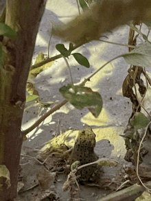 a frog is sitting in the dirt near a plant