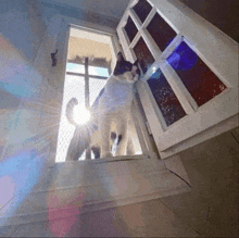 a black and white cat is looking out of a window