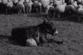 a black and white photo of a donkey laying in a field with a herd of sheep in the background .