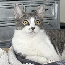 a gray and white cat with yellow eyes laying on a bed