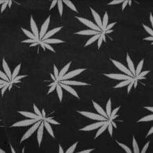 a close up of a black background with white marijuana leaves on it .