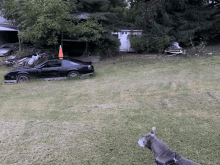 a black car is parked in a grassy yard with a dog looking on