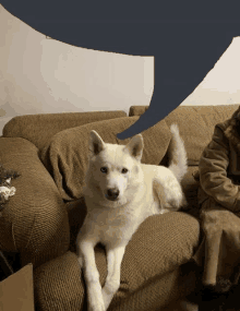 a white dog is laying on a couch next to a person