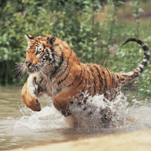 a tiger is running through a body of water with trees in the background