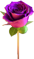 a purple rose with a gold stem and green leaves on a white background