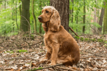 a cocker spaniel is sitting in the woods looking up