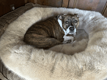 a dog laying in a fluffy dog bed