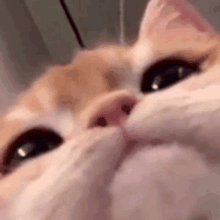 a close up of a cat 's face looking up at the camera .