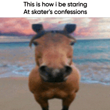 a picture of a horse on the beach with a caption that says this is how i be staring at skater 's confessions