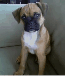 a small brown and black puppy is sitting on a couch looking at the camera .