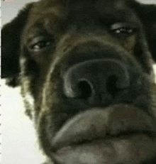 a close up of a dog 's face with a big nose