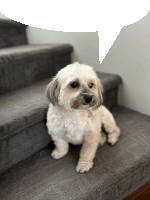 a small dog is sitting on a set of stairs with a white speech bubble above it