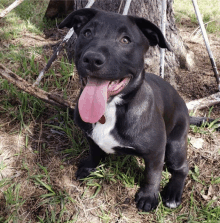 a black dog with a pink tongue sticking out is sitting in the grass