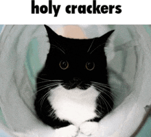 a black and white cat in a tunnel with the words holy crackers below it