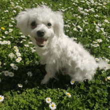 a small white dog sits in a field of daisies