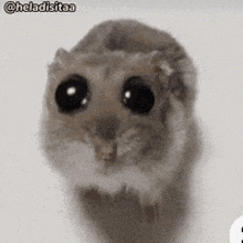 a close up of a hamster with big black eyes looking at the camera .