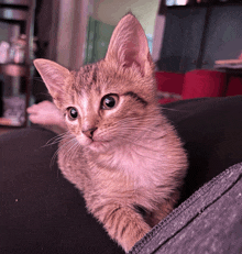 a brown and white kitten is sitting on a person 's lap and looking at the camera